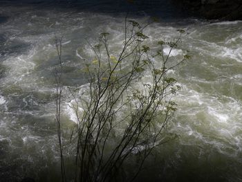 Close-up of plants against river