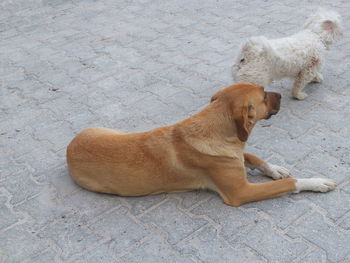 Dog sitting outdoors