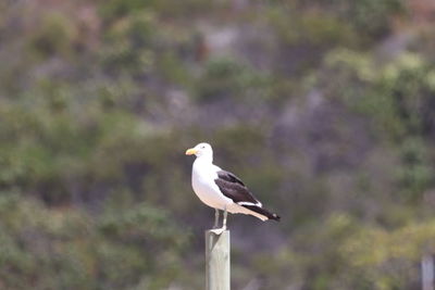 Close-up of seagull perching on wooden post