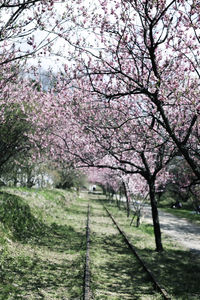 Cherry blossoms in spring