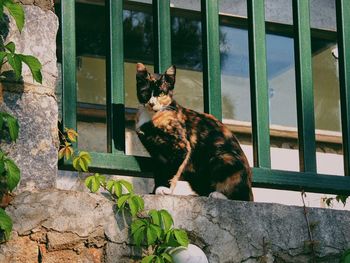 Cat sitting on a window