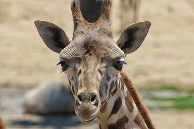 Portrait of giraffe