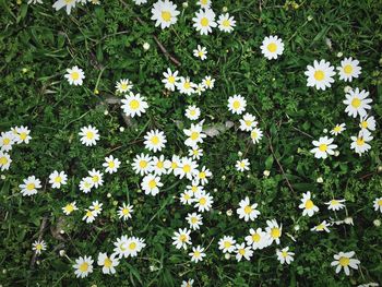 Close-up of white daisy flowers in field
