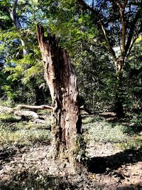 Trees growing on field in forest