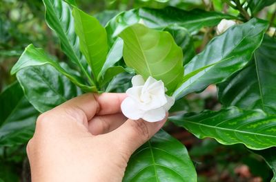 Close-up of hand holding white flower amidst plants