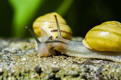 Close-up of snails