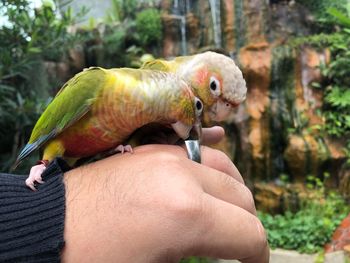 Person holding bird perching on hand