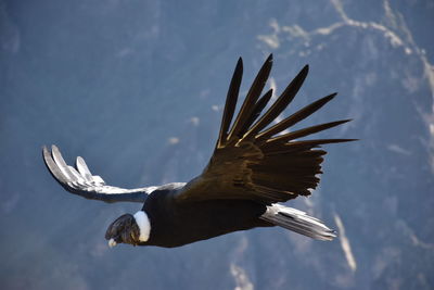 Low angle view of eagle flying in sky