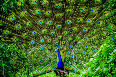 Dancing peacock during monsoons