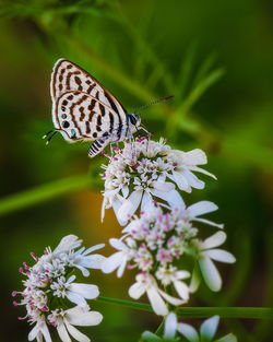 Close-up of butterfly pollinating on purple flower