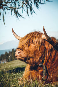 Photography of a scottish cow