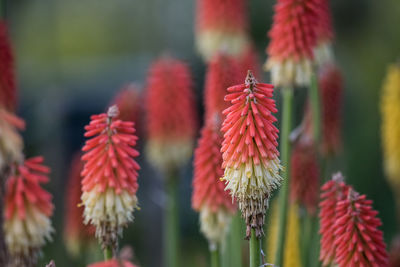 Close-up of red flowering plants