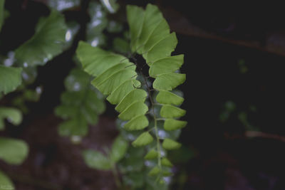 Close-up of fresh green plant