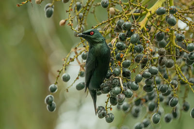 Close-up of bird perching on fruit