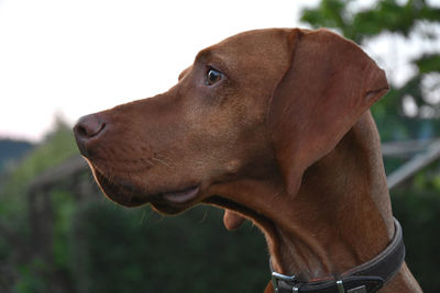 Close-up of a dog looking away