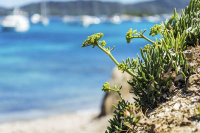 Close-up of flowering plant against water