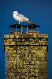 Bird perching on built structure against sky