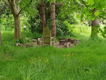 Trees and plants on field in forest