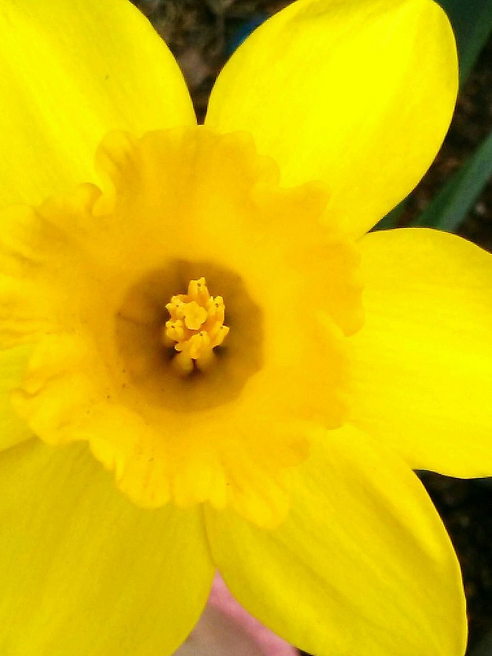 CLOSE-UP OF YELLOW DAFFODIL POLLEN OF FRESH WHITE FLOWER