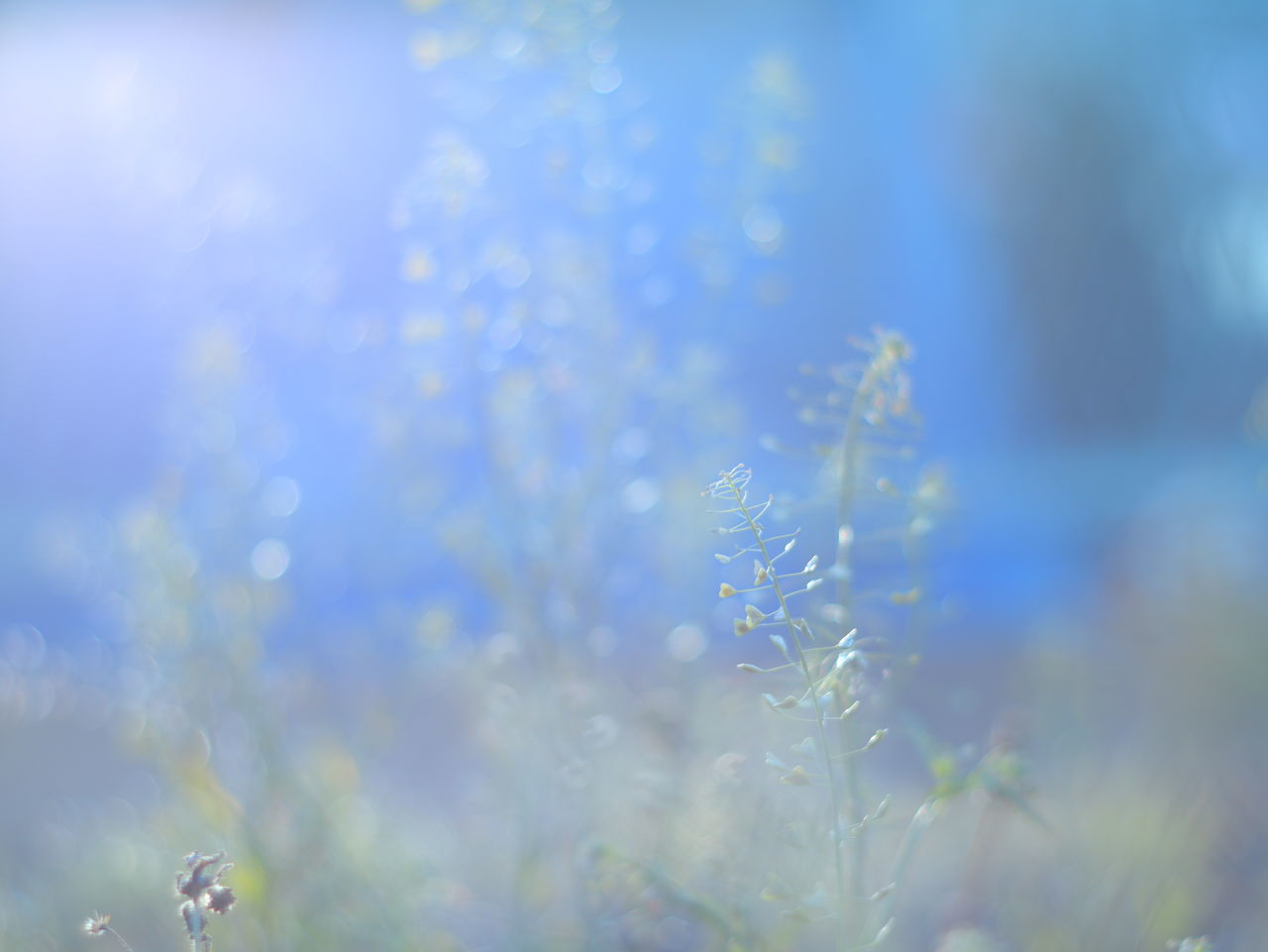 flower, beauty in nature, flowering plant, plant, growth, fragility, vulnerability, freshness, selective focus, close-up, nature, day, no people, tranquility, blue, outdoors, land, field, petal, sky, flower head, softness, dandelion seed