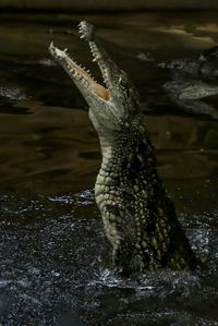 Close-up of crocodile in water