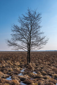 Bare tree on field against sky