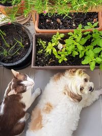 High angle view of cat by potted plants