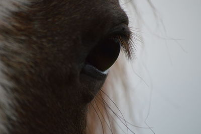 Close-up of horse