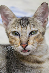 Close-up portrait of cat