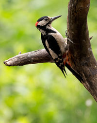 Close-up of male woodpecker on tree trunk