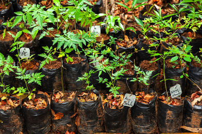 High angle view of potted plants on field