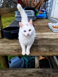 Portrait of cat sitting on table