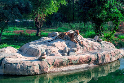 View of an animal on rock