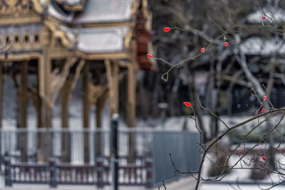 Bare tree against building in city during winter