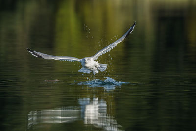 Bird flying over lake