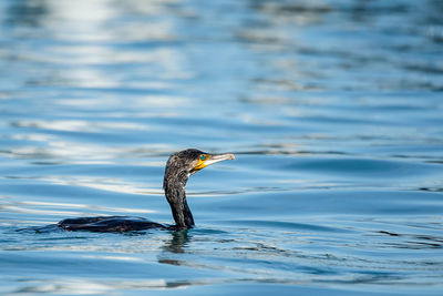 View of a bird in lake