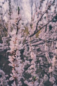 Close-up of cherry blossom tree