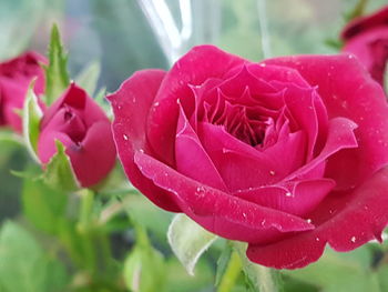 Close-up of wet pink flowers blooming outdoors