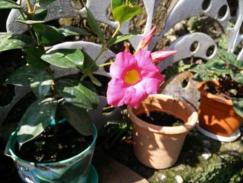 Close-up of pink flower