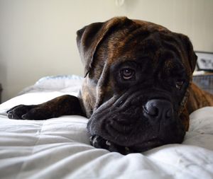 Close-up of dog resting on bed at home