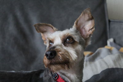 Close-up portrait of dog looking away at home