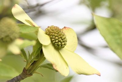 Close-up of flower growing on tree