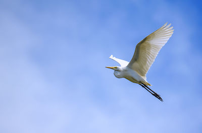 Low angle view of crane flying