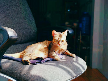 Cat resting on chair