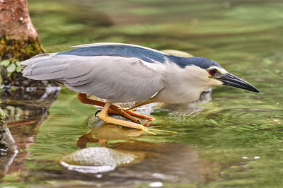 Close-up of bird in lake