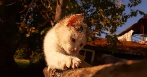 View of a cat looking away