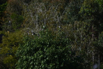 Trees in forest