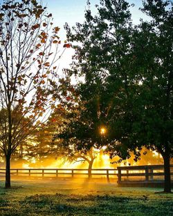 Trees on field in park against sky