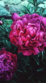 Close-up of pink flowers