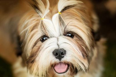 Close-up portrait of dog